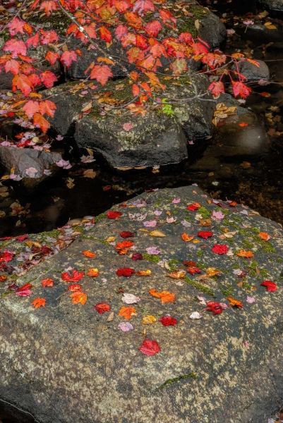 NY, Adirondack Mountains Autumn leaves on rock